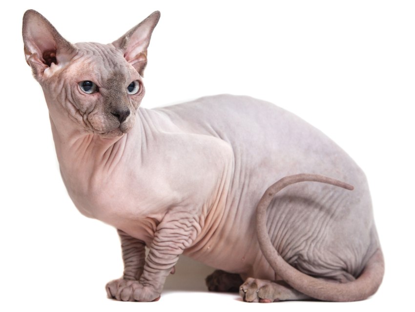 Top 10 des plus beaux chats sphynx ! | Hairless cat 