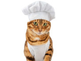 La meilleure nourriture pour votre chat