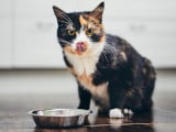 Un chat bien nourri, c’est un chat en bonne santé