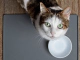 Améliorez la santé de votre chat