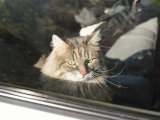 Pour un chat serein en voiture, pensez CBD !