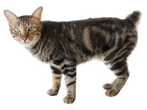 Photos De Skookum A Visionner Telecharger Photos De Skookum A Visionner Telecharger