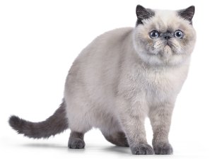 Exotic Shorthair Caracteristiques Caractere Sante Prix