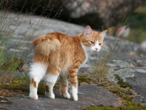 Races De Chats D Afrique Du Sud