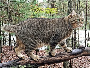 Chat highland lynx prix