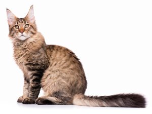 Maine Coon Caracteristiques Caractere Sante Prix