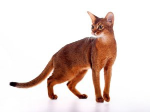 Abyssin Caracteristiques Caractere Sante Prix