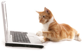 Un chat en train d'utiliser un ordinateur portable.