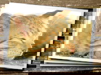 Une pile de photos de chat sur un fond en bois