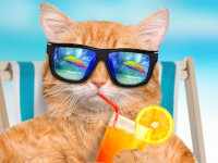Image drôle d'un chat roux à la plage avec des lunettes de soleil en train de boire un cocktail