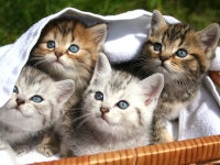 Quatre adorables chatons aux yeux bleus dans un panier
