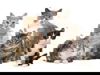 Un groupe de cinq chats sur un fond blanc