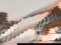 Un chaton gris en train de recevoir sa gamelle.