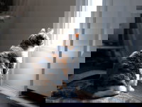 Un chat chalico en train de regarder à travers une vitre de la porte de la maison.