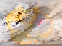 Vue de dessus d'un chat roux en train de miauler