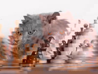 Un chaton gris joue aux échecs