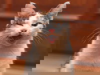 Image drôle d'un chat tricolore qui fait un clin d'oeil