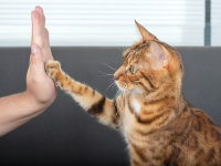 Une femme et son chat Bengal font un high five