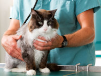 Un vétérinaire tient dans ses bras un gros chat à poil long