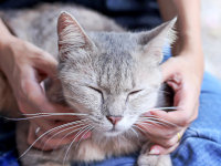 Une femme fait un massage à un chat gris