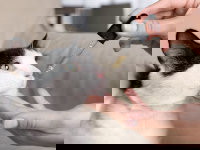 Une femme donne de l'huile de CBD à un chat noir et blanc