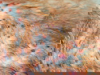 Vue proche du pelage d'un chat avec une maladie de peau