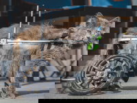 Un gros chat gris handicapé avec un fauteuil roulant