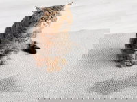 Un chat Persan tigré a fait pipi sur le tapis