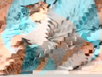 Un vétérinaire ausculte un chat malade avec un stéthoscope