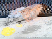 Un chaton malade a vomi sur le sol