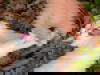 Un chat allongé sur le sol avec la gueule ouverte