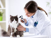 Une femme vétérinaire regarde les oreilles d'un chat noir et blanc