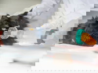 Un chat noir astmathique respirant à l'aide d'un inhalateur.