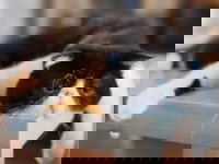 Un Persan noir et blanc malade est allongé sur une table