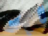 Un vétérinaire a fait une prise de sang à un chat noir