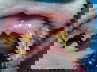 Vue proche des dents abîmées et couvertes de tartre d'un chat