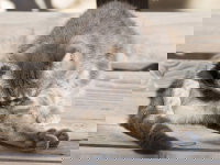 Un chat se lèche les fesses sur un banc