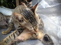 Les maladies génitales des chats mâles