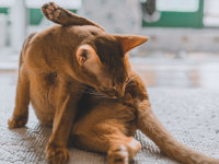 Les maladies génitales des chattes