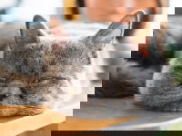 Un chat gris fatigué et malade est couché sur une table