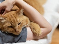Une femme tient un chat roux malade dans ses bras