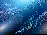 Schéma 3D d'un brin d'ADN