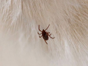 Les Parasites Du Chat Conseils Guides Les Parasites Du Chat Conseils Guides