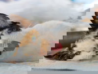 Un chat tricolore empoisonné sur le sol, la langue pendante