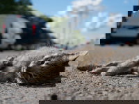 Un chat gris mort écrasé sur la route