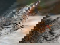 Les animaux dangereux pour les chats