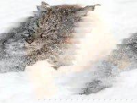 Les risques liés à la météo pour un chat