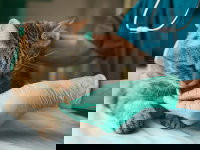 Un vétérinaire donne un médicament à un chat malade