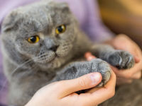 Un chat gris dont les griffes ont été coupées.