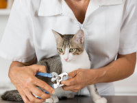 Une femme vétérinaire coupe les griffes d'un chaton